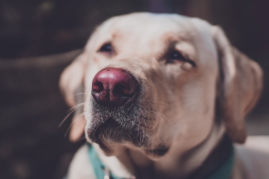 Informations sur la Race Labrador Retriever