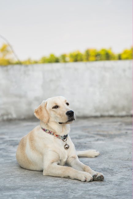 Is the Labrador Retriever Low-Shedding? Coat Guide