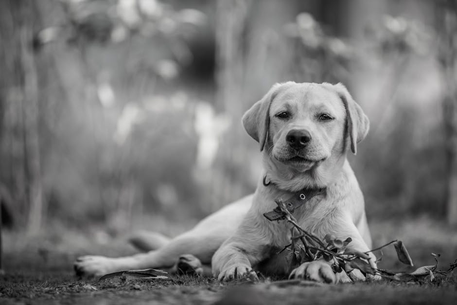 Problemas de Salud del Labrador Retriever