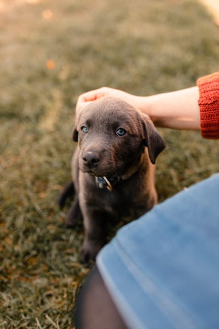 Labrador Retriever Training Guide – Step by Step