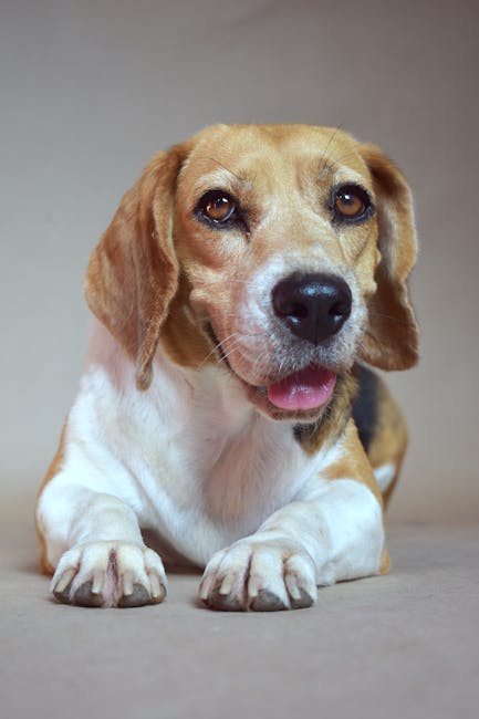 Les Beagle Perdent-ils Leurs Poils ?