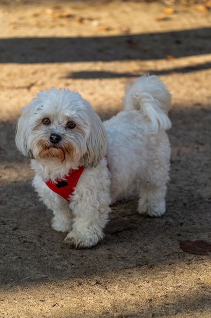 Are Malteses Loud? Barking Behavior Guide