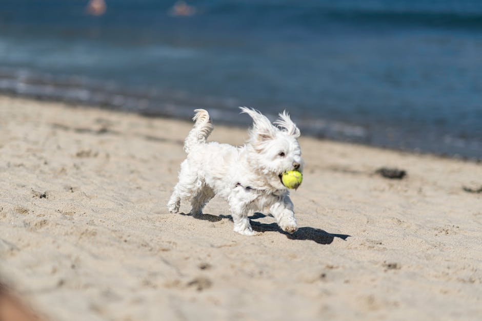 Maltese Breed Information & Facts