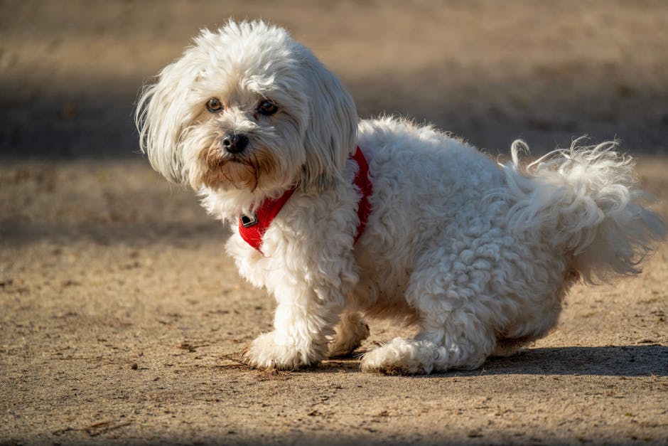 Maltese Care Guide – Daily Routine & Tips