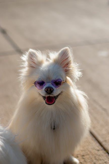 Are Pomeranians Lazy? Activity Level Explained