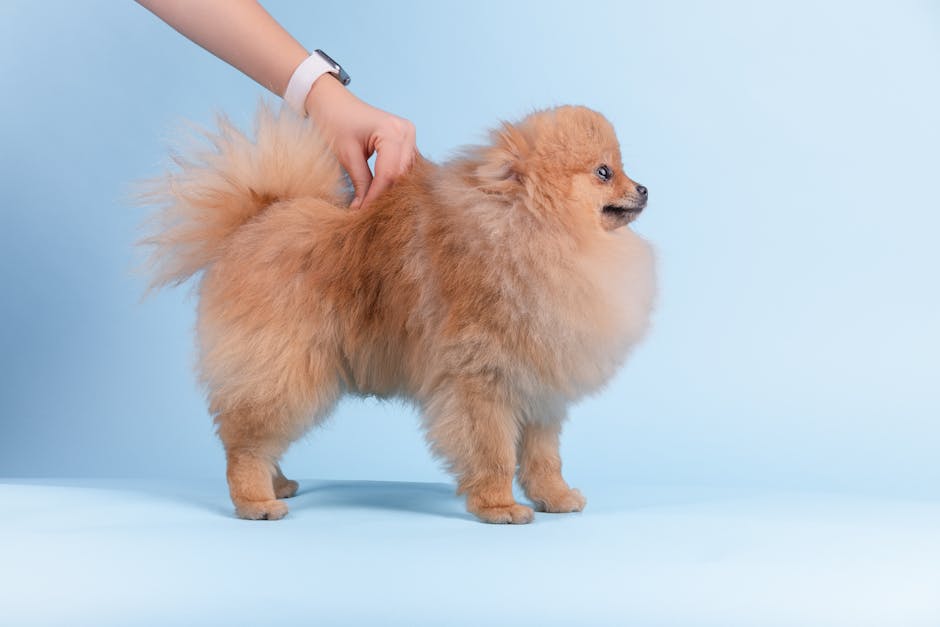 Pomeranian Breed Information & Facts