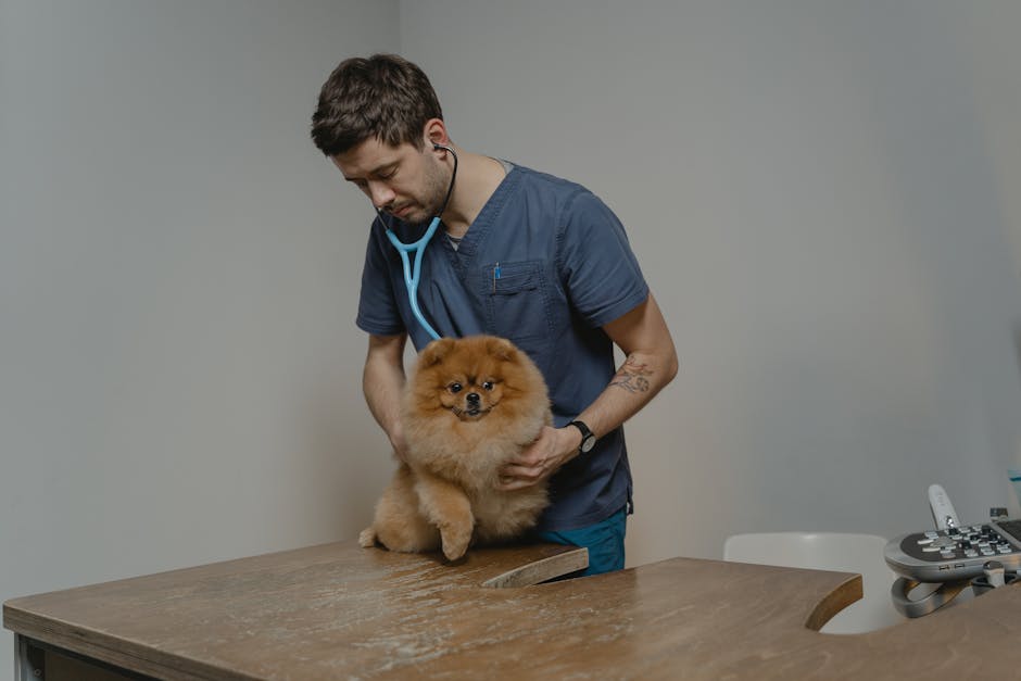 Pomeranian Training Guide – Step by Step