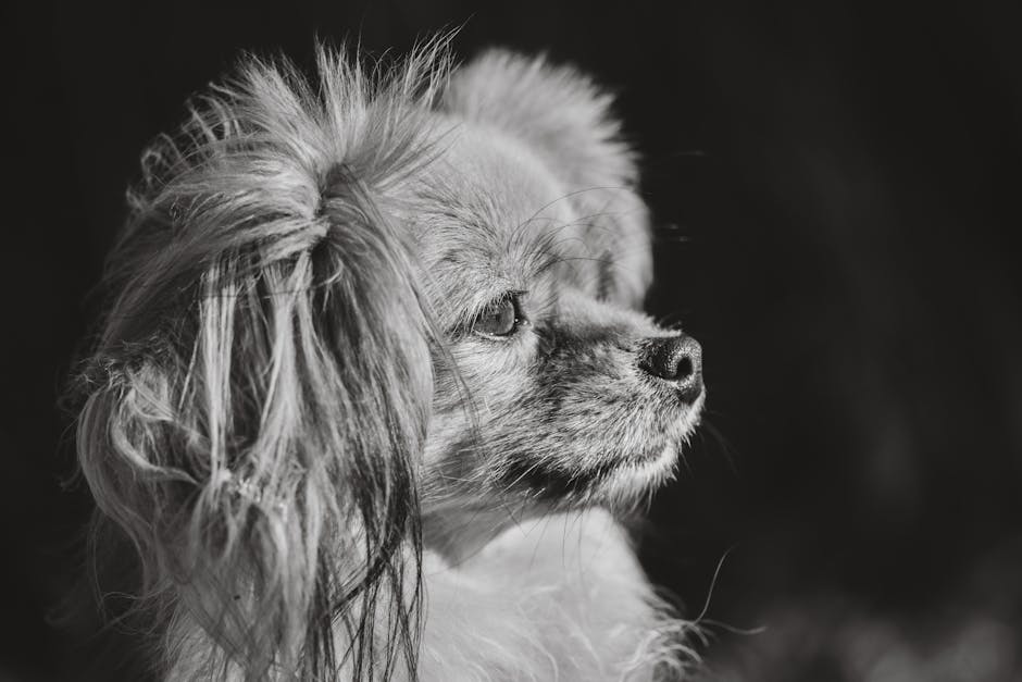 Are Pomeranians Expensive? Cost Breakdown
