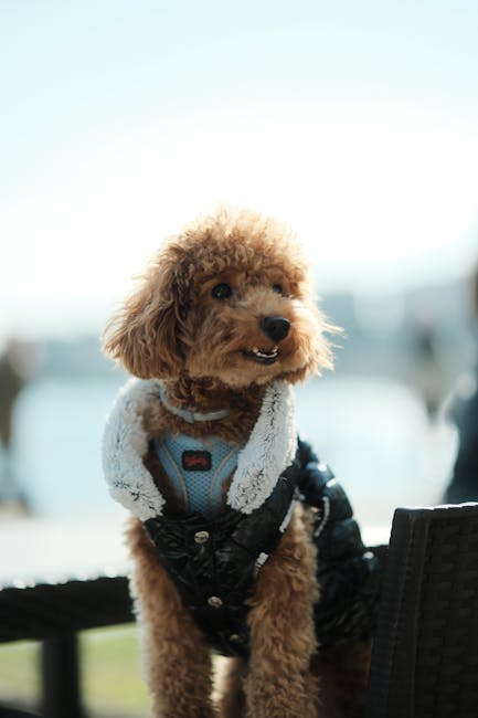 Are Poodles Loud? Barking Behavior Guide