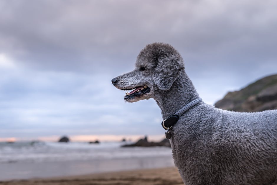 Poodle Breed Profile – Complete Guide