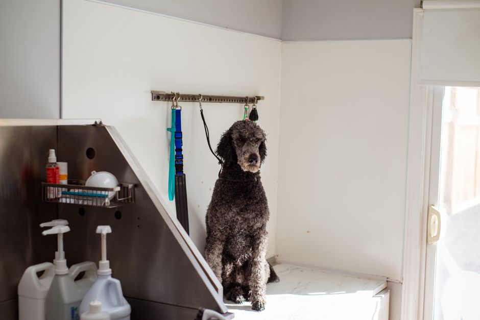Poodle Puppy Care – First 16 Weeks