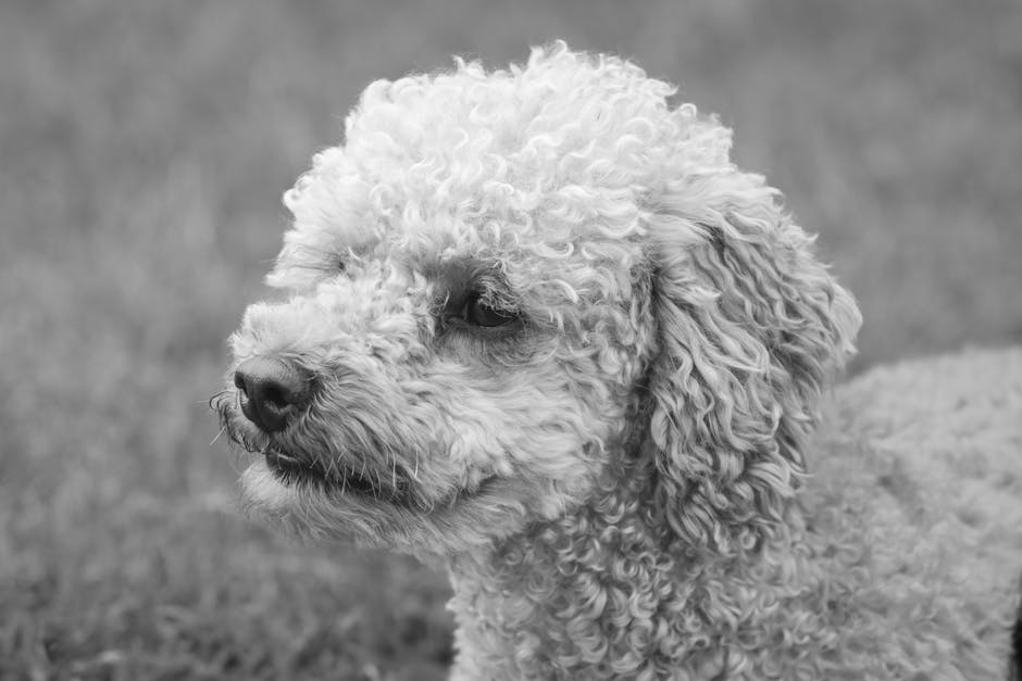 Are Poodles Expensive? Cost Breakdown