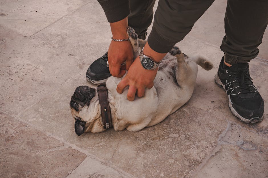 Pug Puppy Care – First 16 Weeks