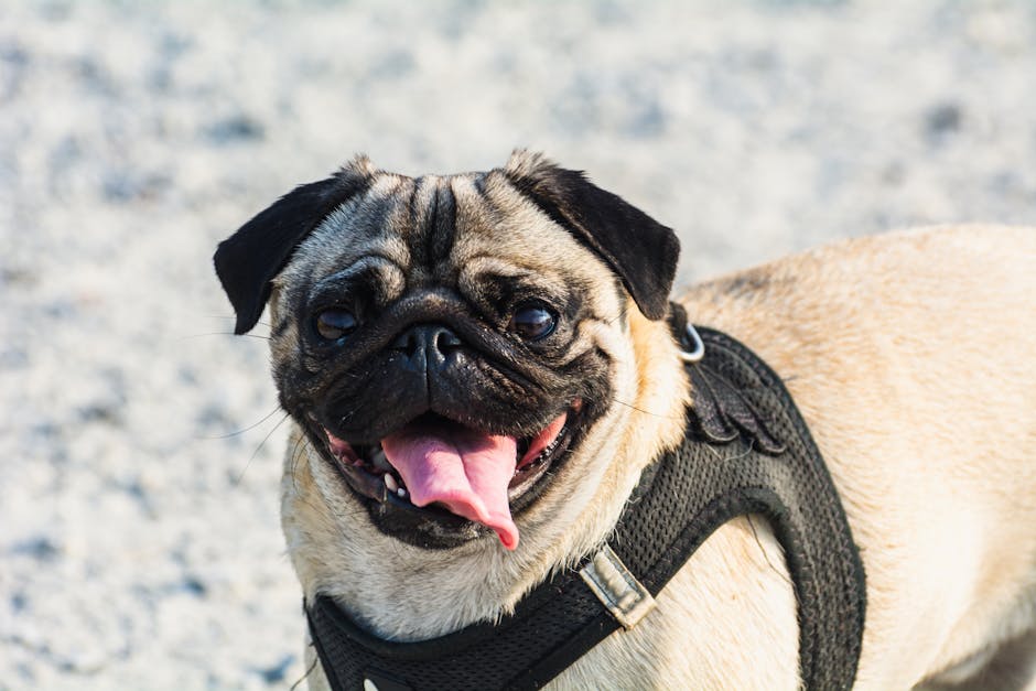 ¿Son Ruidosos los Pug (Carlino)? Guía de Ladridos