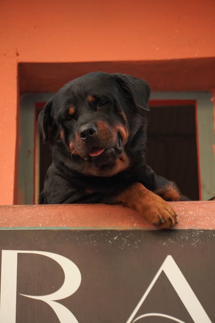Are Rottweilers Lazy? Activity Level Explained