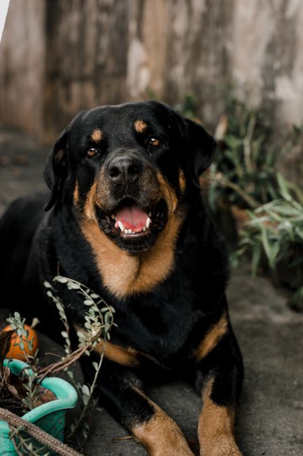 Rottweiler Puppy Care – First 16 Weeks
