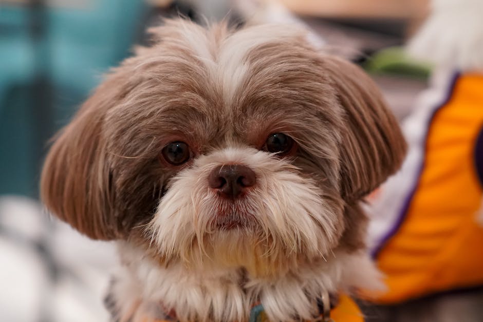 Shih Tzu Breed Profile – Complete Guide