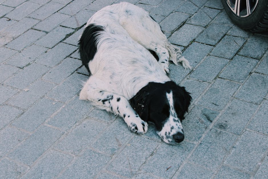 Are Cocker Spaniels Lazy? Activity Level Explained