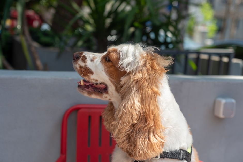 Cocker Spaniel Breed Information & Facts
