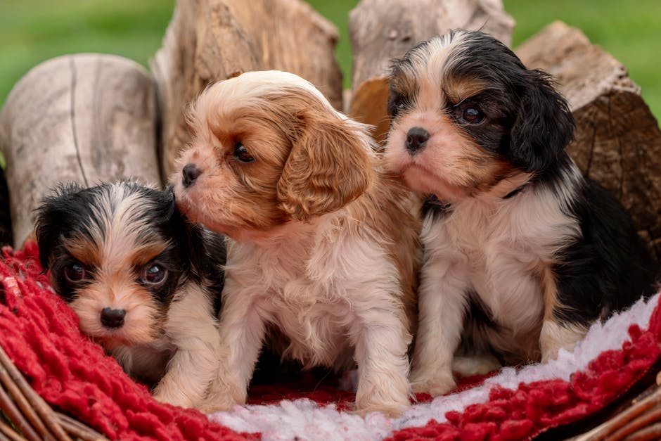 Cocker Spaniel Puppy Care – First 16 Weeks