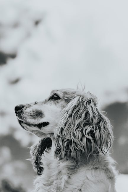Are Cocker Spaniels Expensive? Cost Breakdown