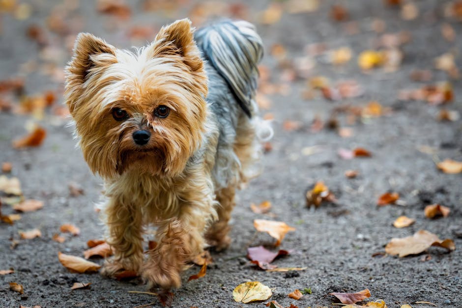 Are Yorkshire Terriers Loud? Barking Behavior Guide