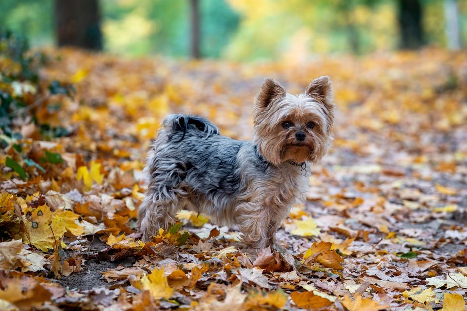 Yorkshire Terrier Care Guide – Daily Routine & Tips