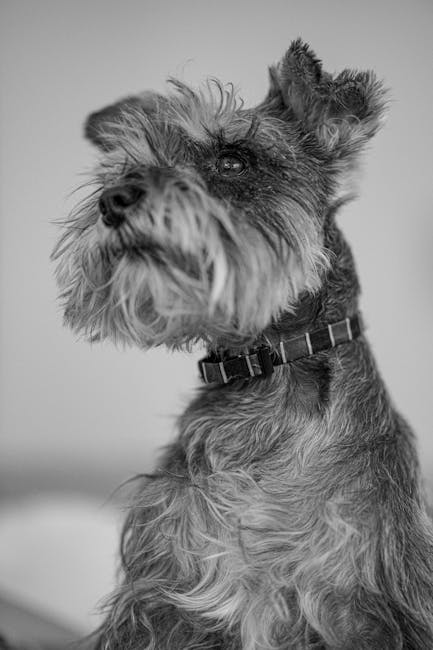 Yorkshire Terrier Common Problems – Behavior & Health