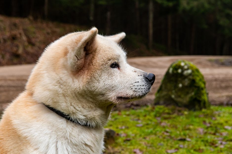 How Much Exercise Does a Akita Need?