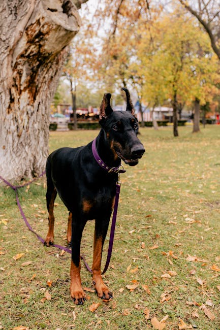 How Much Exercise Does a Doberman Pinscher Need?