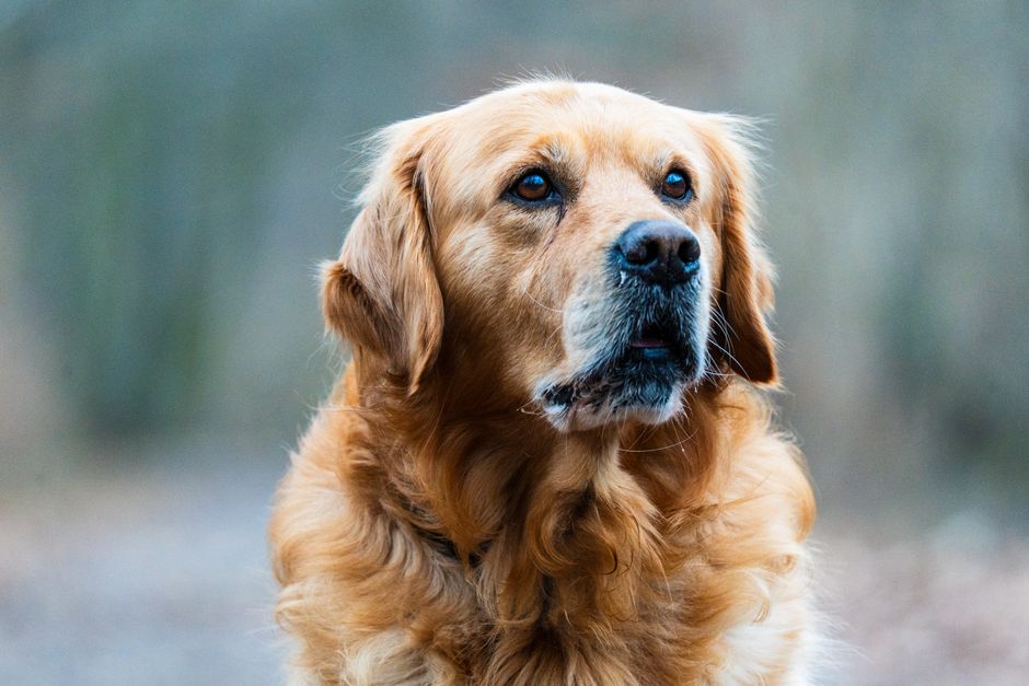 Golden Retriever Behavior Guide – Daily Patterns