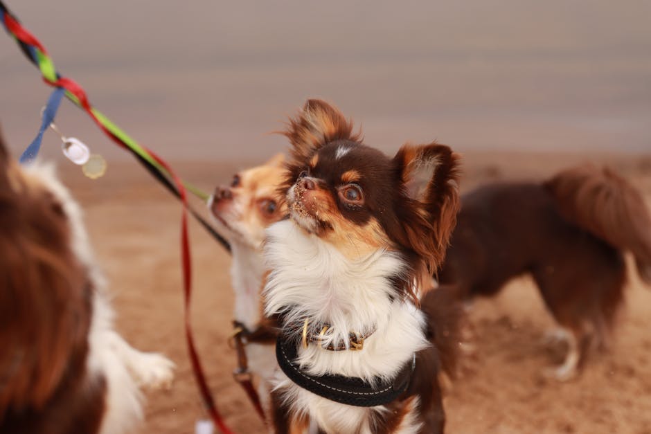 ¿Cuánto Ejercicio Necesita un Chihuahua?