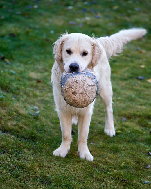 ¿Cuánto Ejercicio Necesita un Golden Retriever?